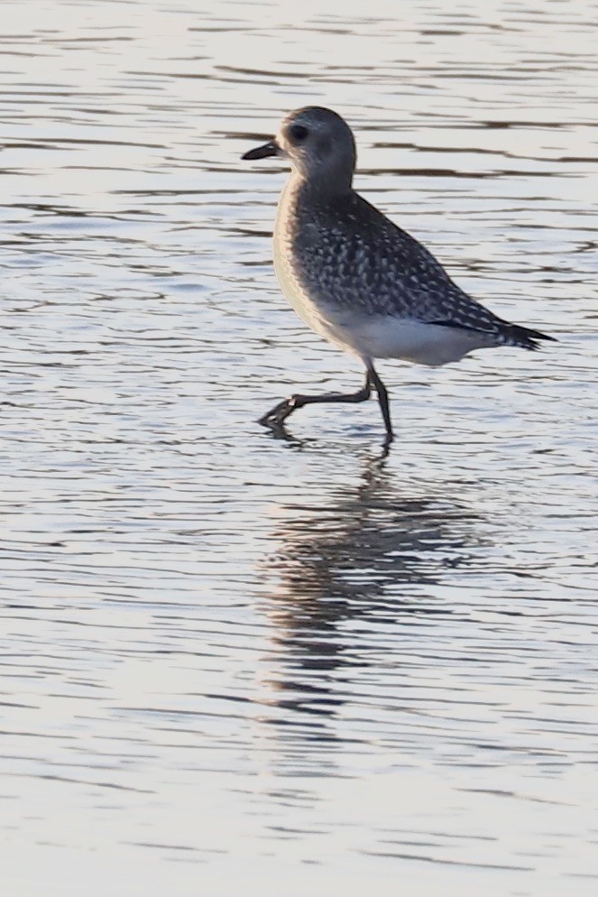 Black-bellied Plover - JoAnn Dalley