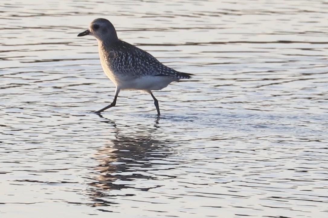 Black-bellied Plover - ML610972343