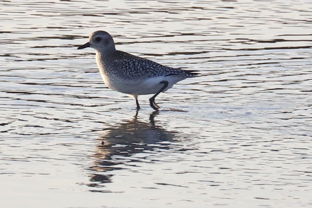 Black-bellied Plover - ML610972344