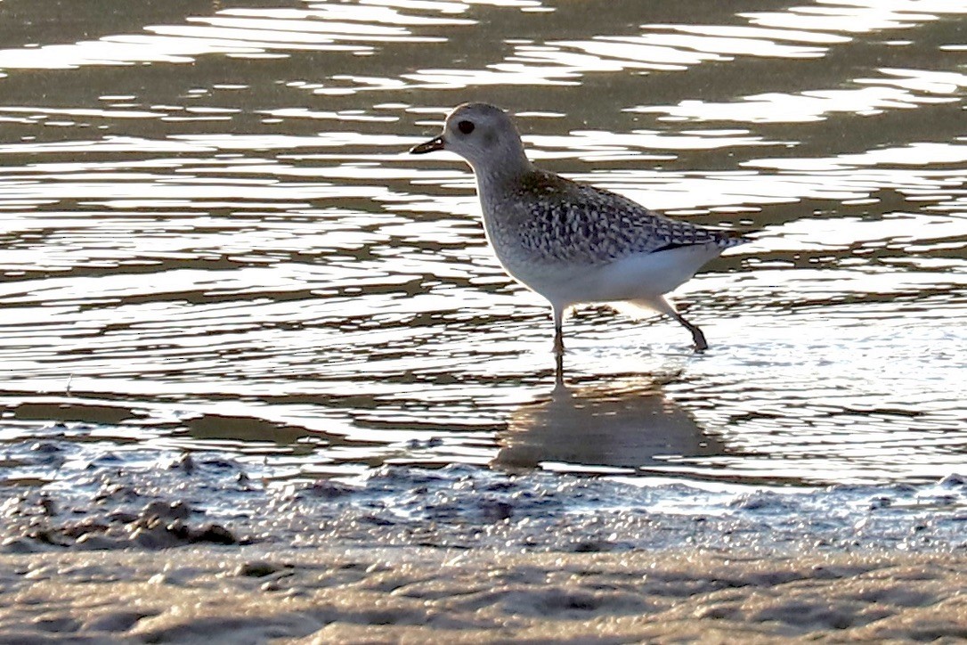 Black-bellied Plover - ML610972345