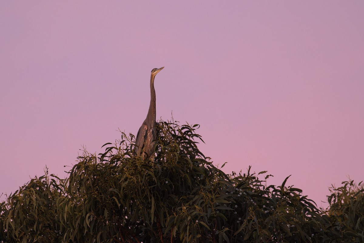 Great Blue Heron (Great Blue) - ML610972355