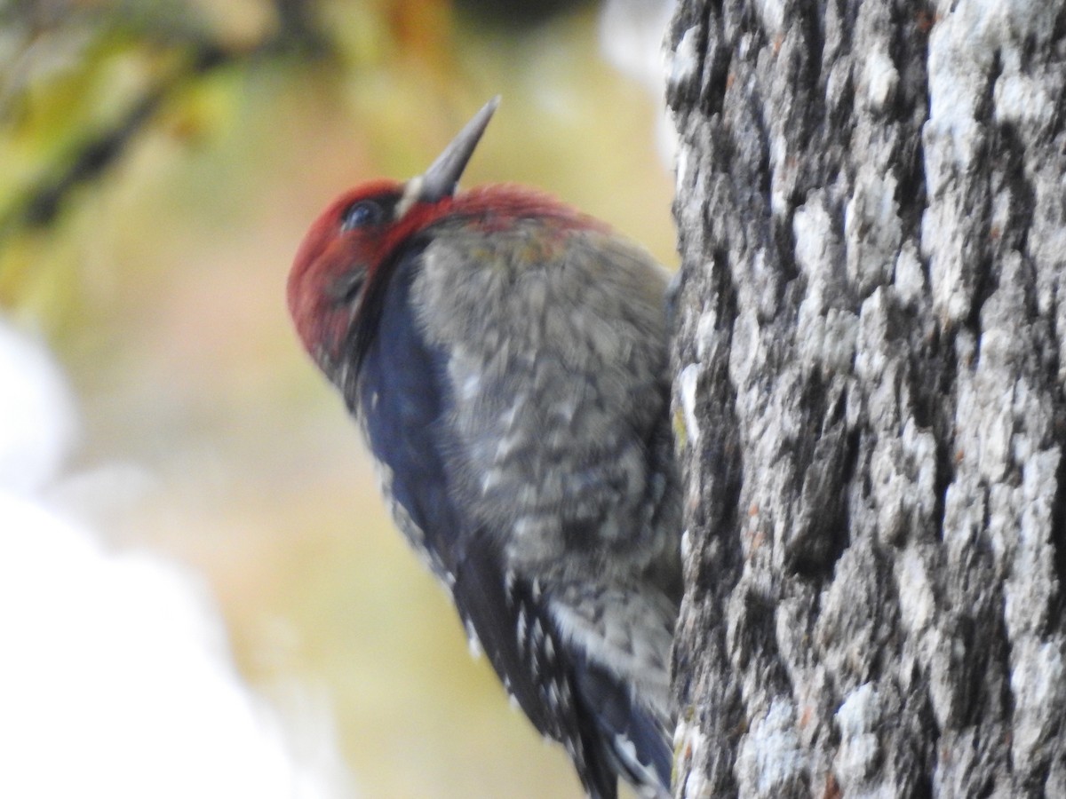Red-breasted Sapsucker - ML610972357