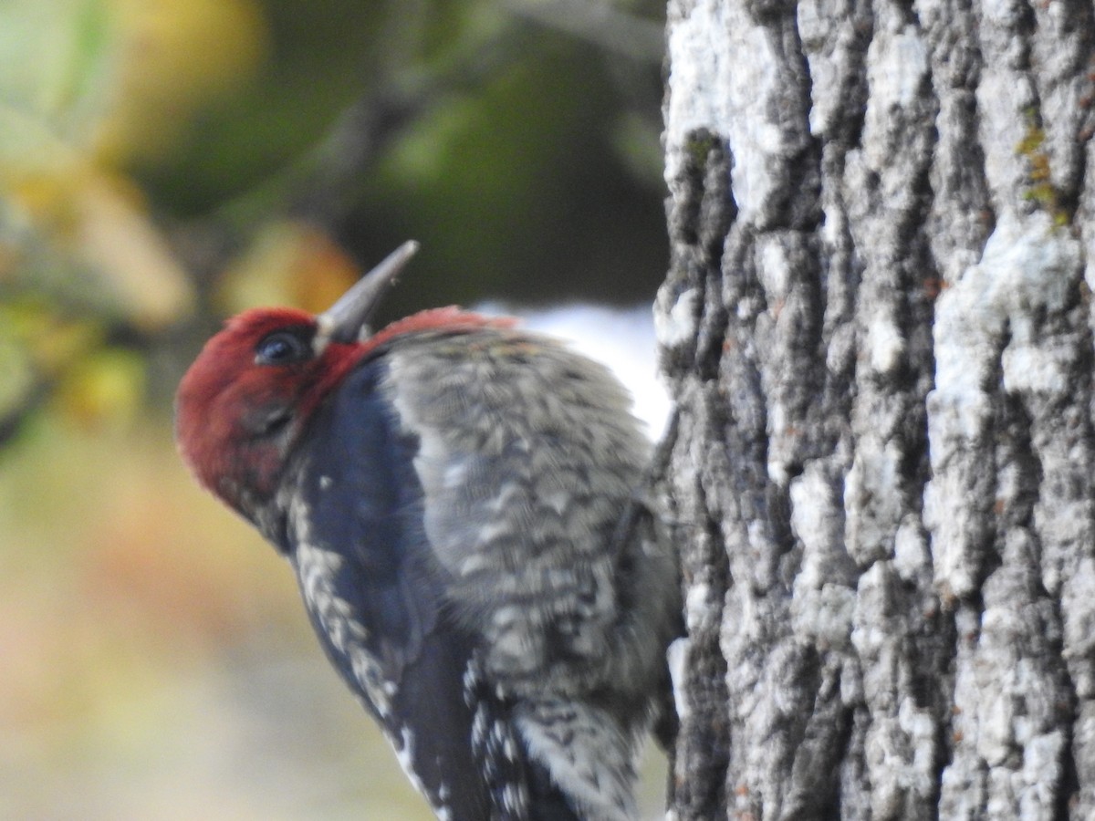 Red-breasted Sapsucker - ML610972358