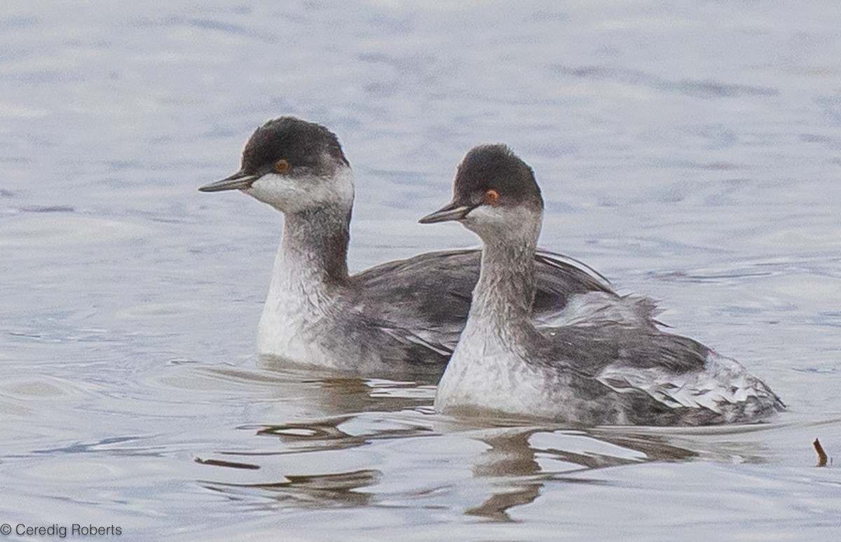 Eared Grebe - ML610972365