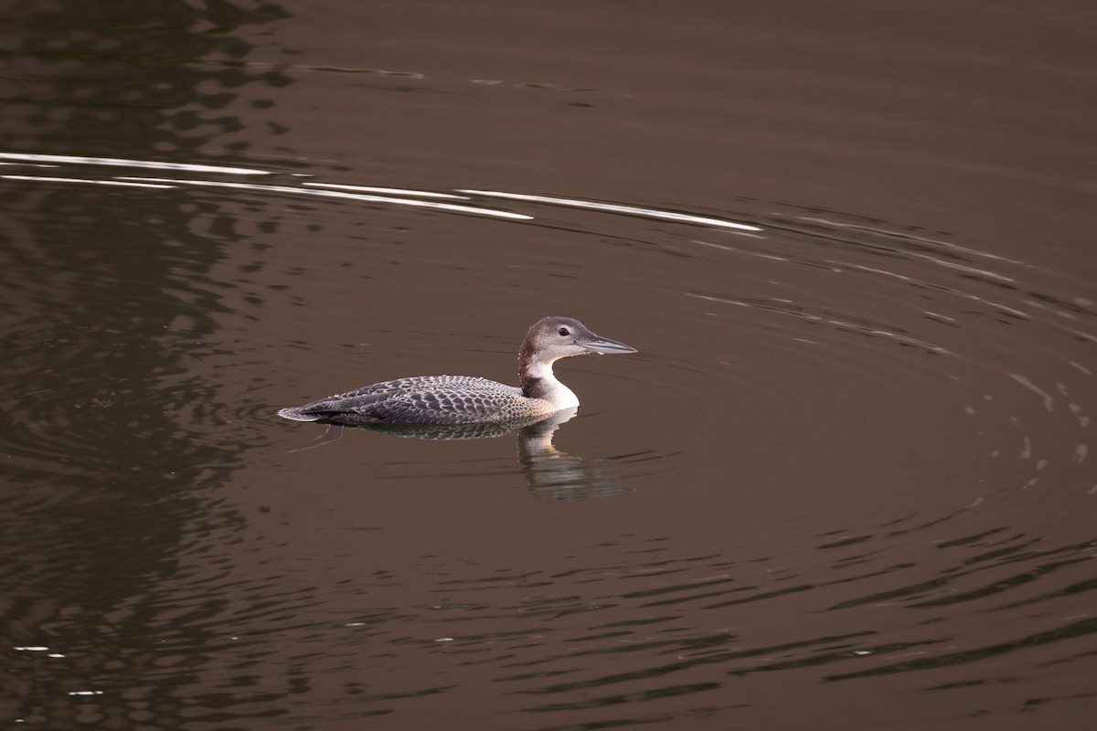 Common Loon - ML610972375