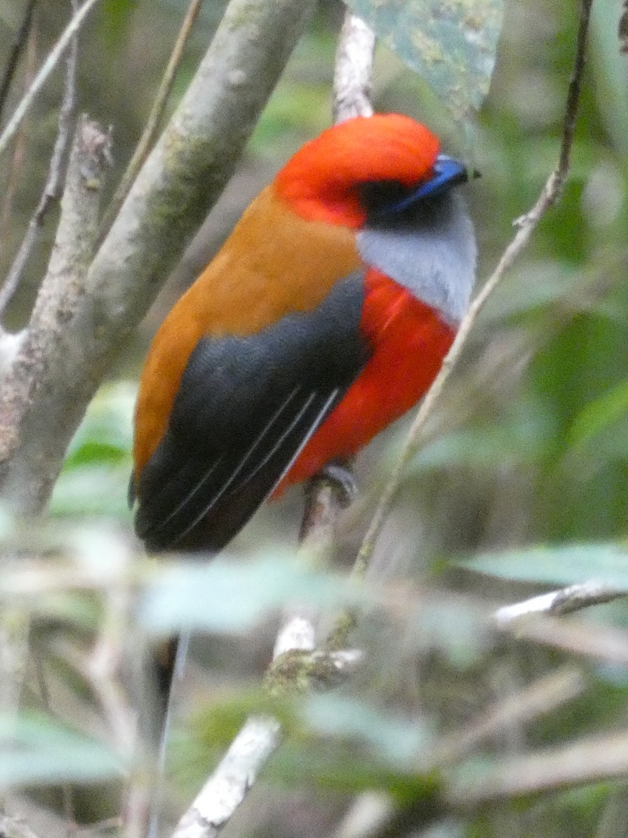 Whitehead's Trogon - Matthew Rathgeber