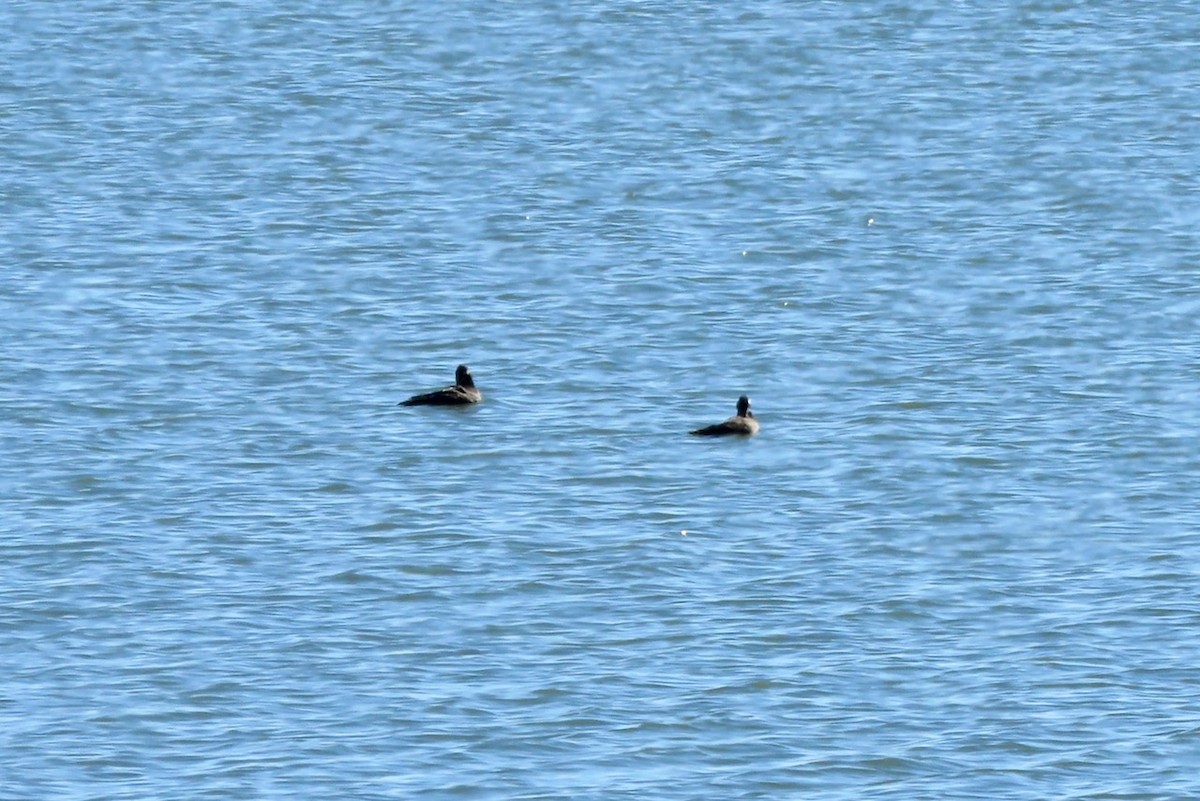 White-winged Scoter - ML610972665