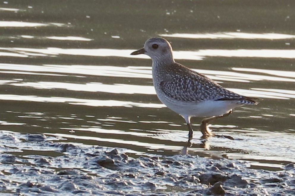 Black-bellied Plover - ML610972863