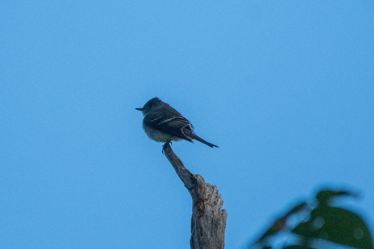 Mosquero sp. (Empidonax sp.) - ML610973039