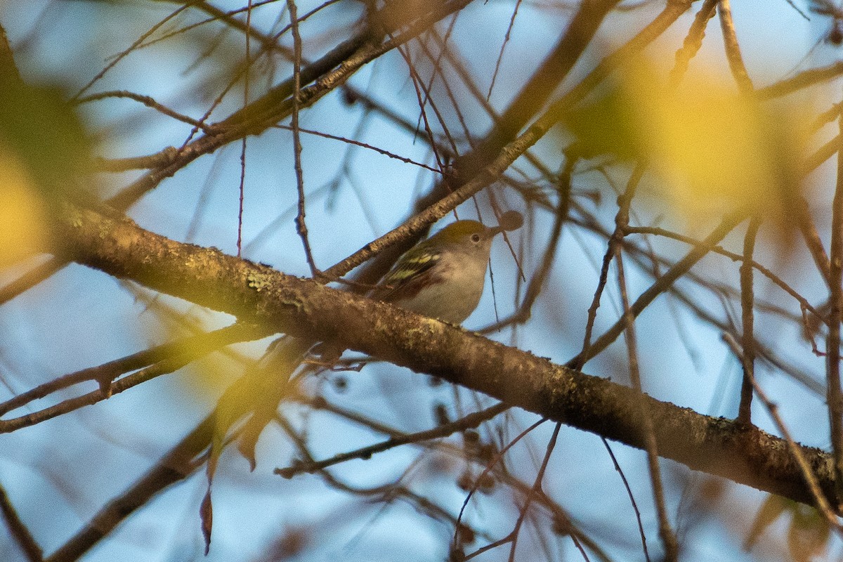 Chestnut-sided Warbler - ML610973048