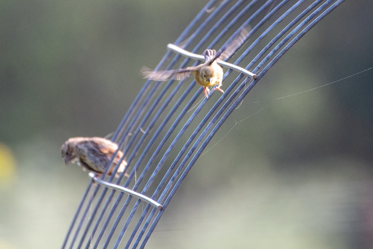 American Goldfinch - ML610973051