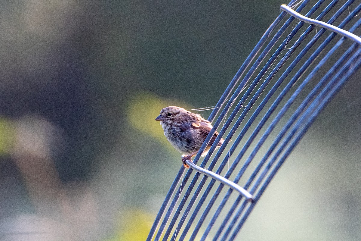 Song Sparrow - Richard Littauer