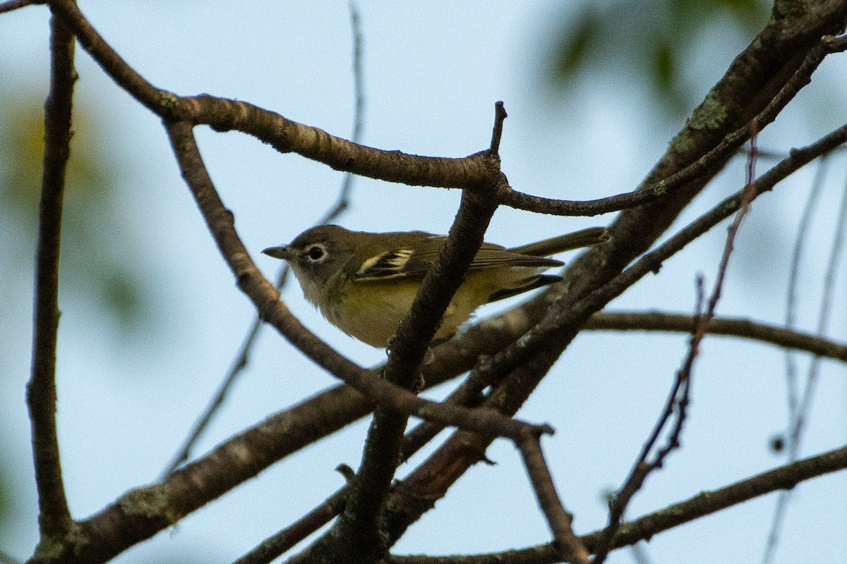 Vireo Solitario - ML610973060