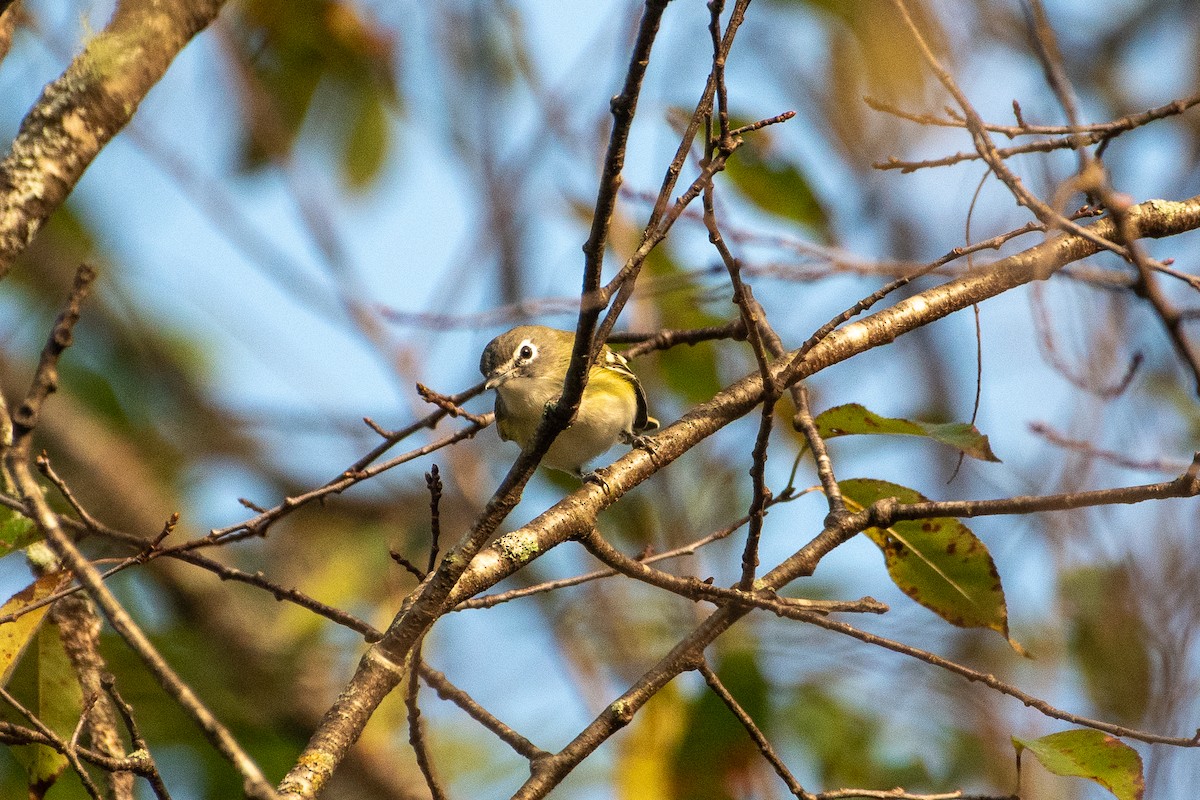 Blue-headed Vireo - Richard Littauer