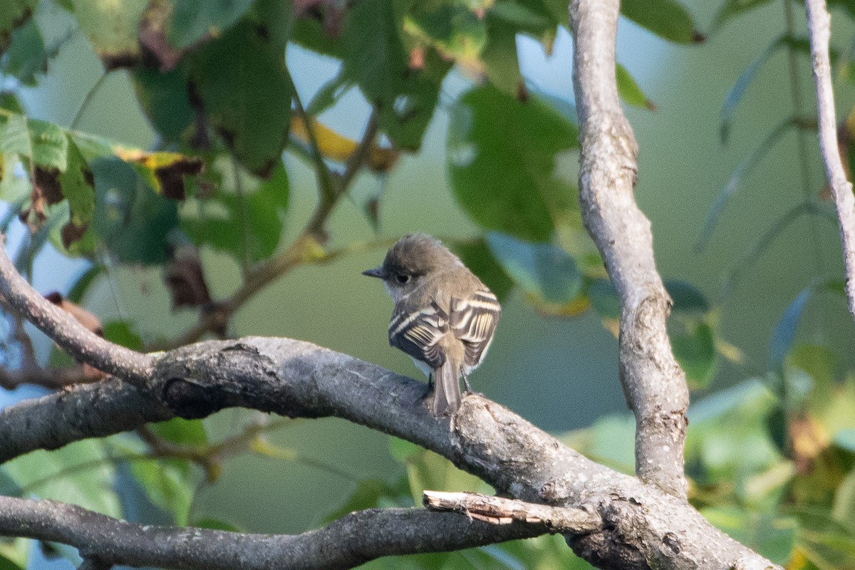 Mosquero sp. (Empidonax sp.) - ML610973064