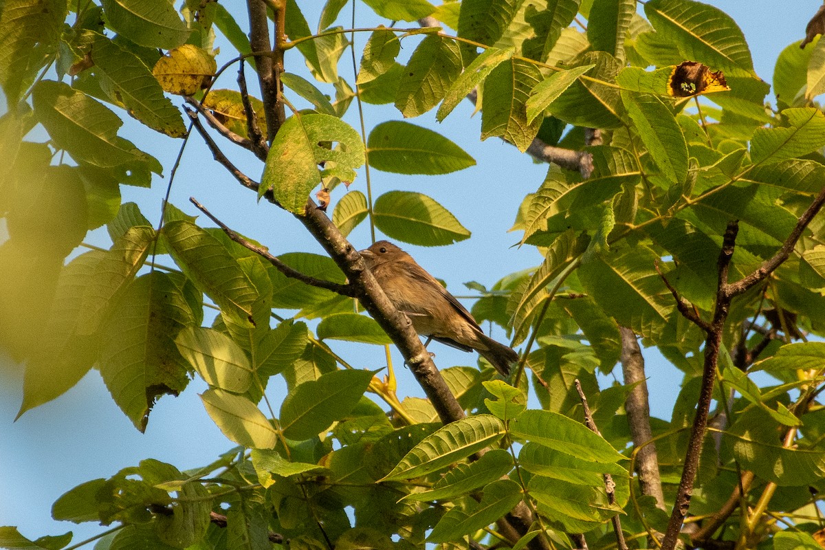 Indigo Bunting - ML610973120