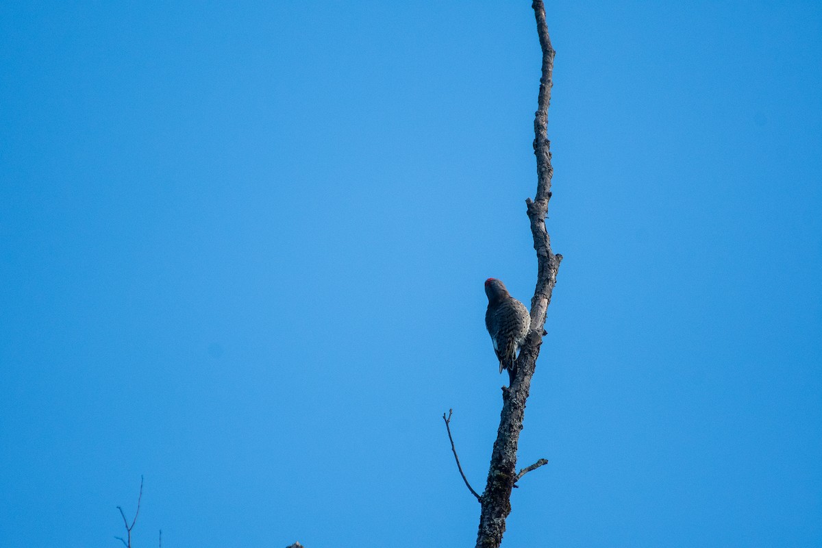 Northern Flicker - Richard Littauer