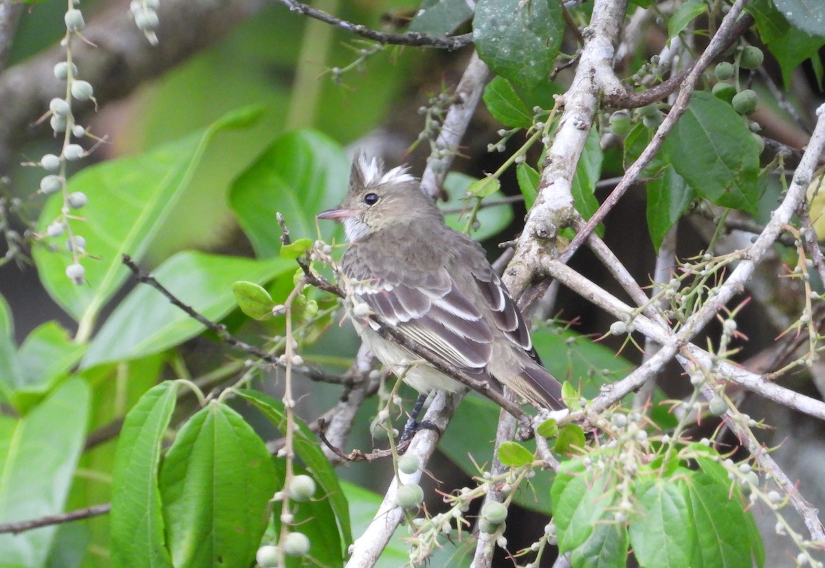 Mottle-backed Elaenia - ML610973136