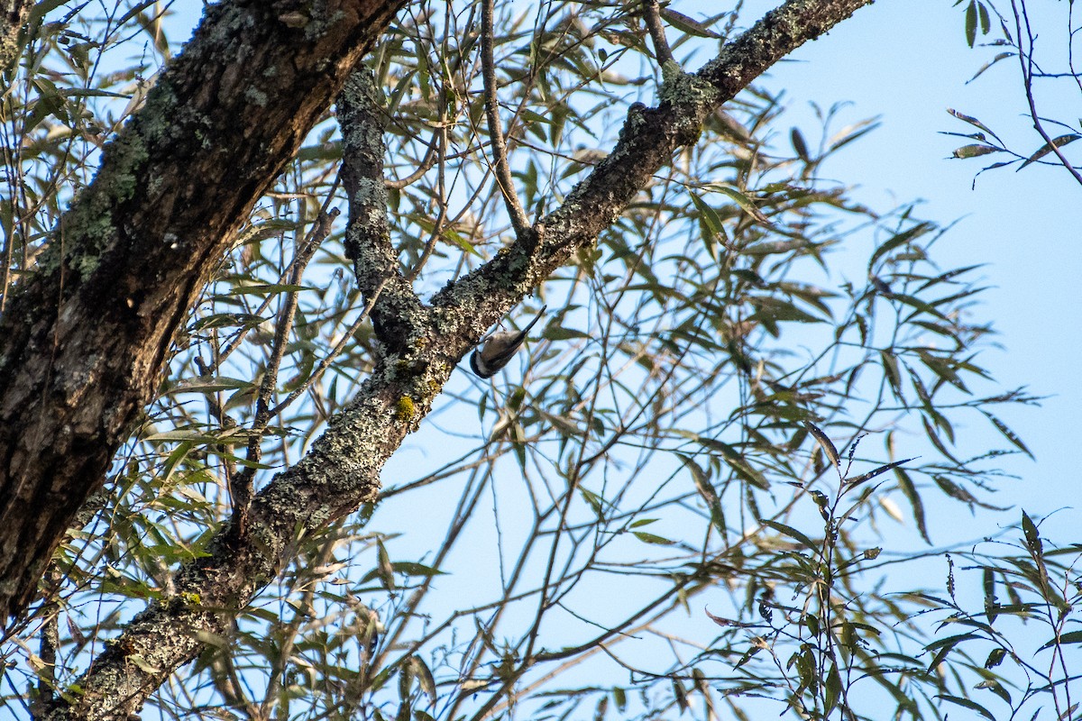 Black-capped Chickadee - ML610973137