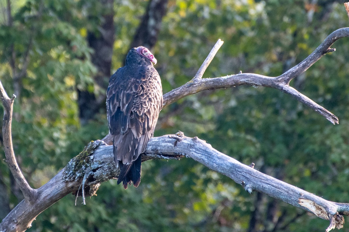 Turkey Vulture (Northern) - ML610973141