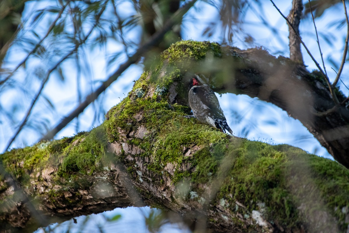 Yellow-bellied Sapsucker - ML610973166