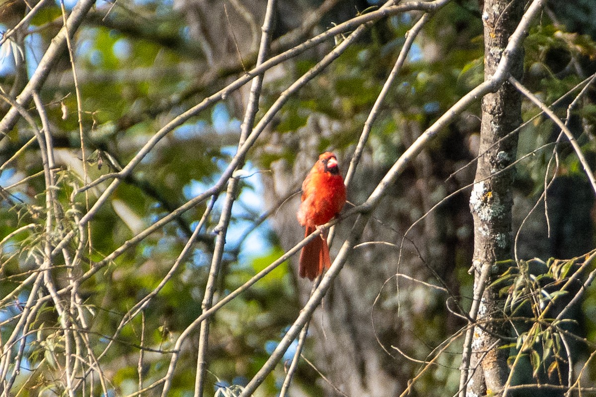 Cardinal rouge - ML610973172