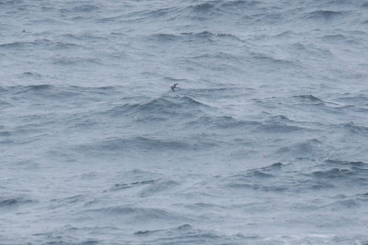 Leach's Storm-Petrel - ML610973180