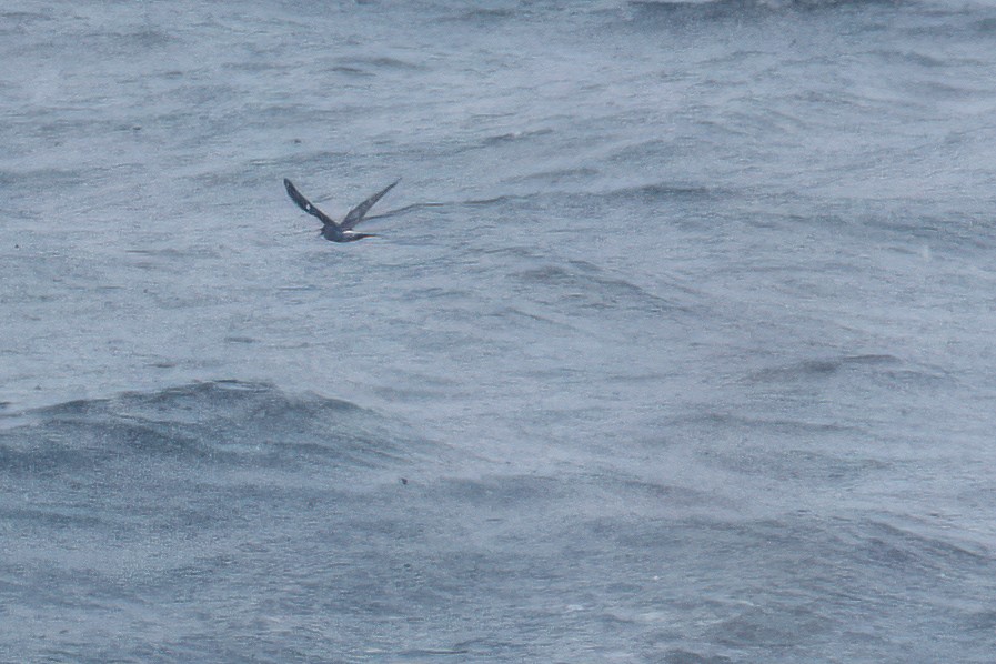 Leach's Storm-Petrel - ML610973252