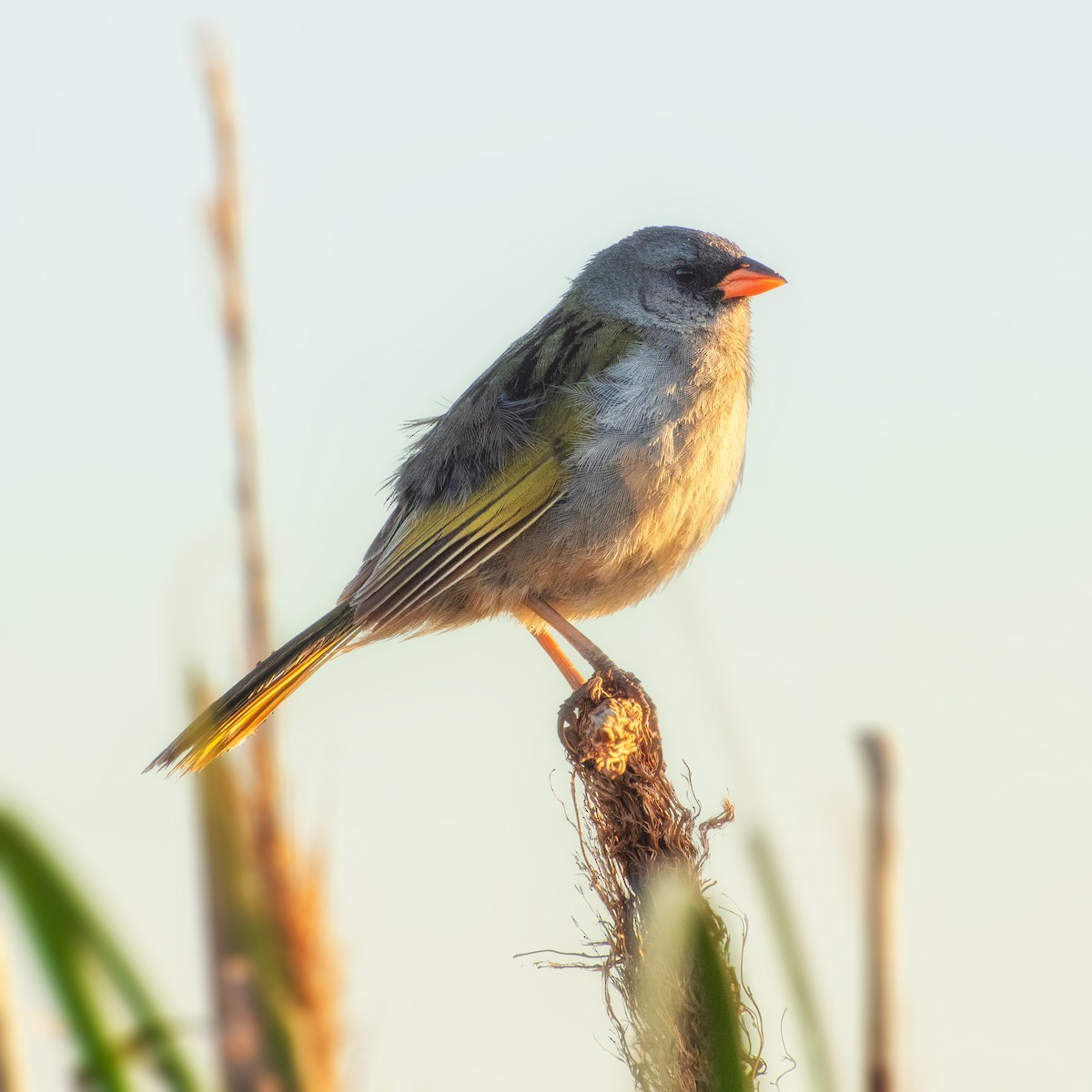 Great Pampa-Finch - Ariel Sandin