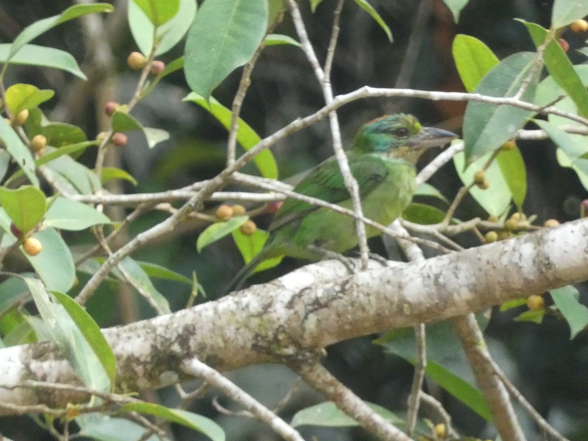 Borneobartvogel - ML610973492