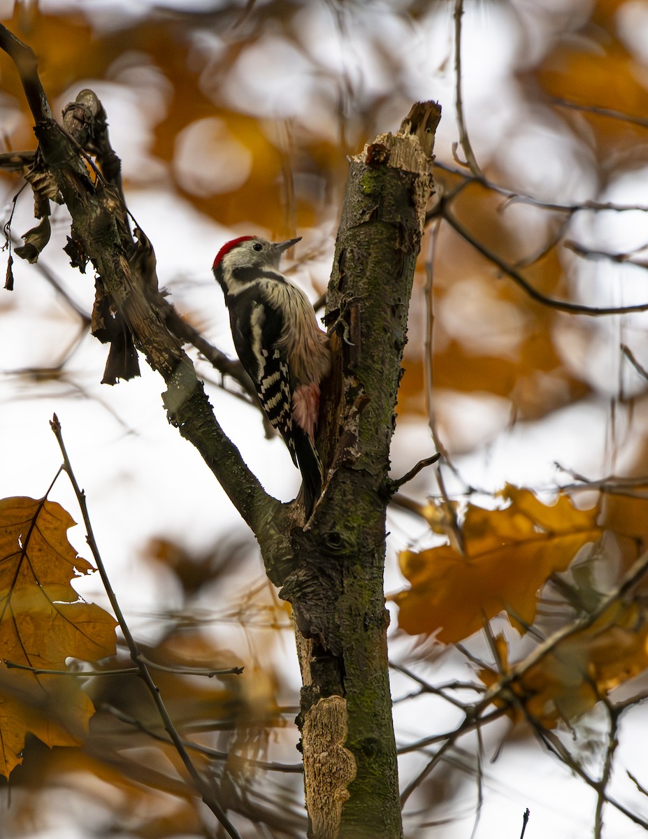 Middle Spotted Woodpecker - ML610973636