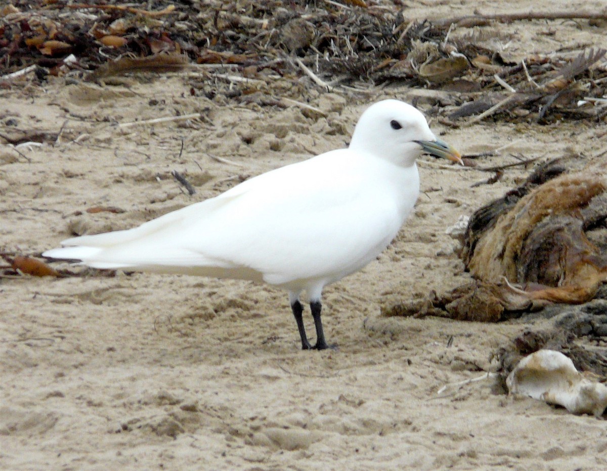 Ivory Gull - Jeff Seay