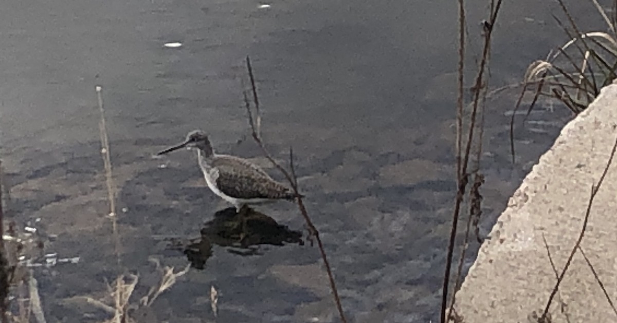 Greater Yellowlegs - ML610973880