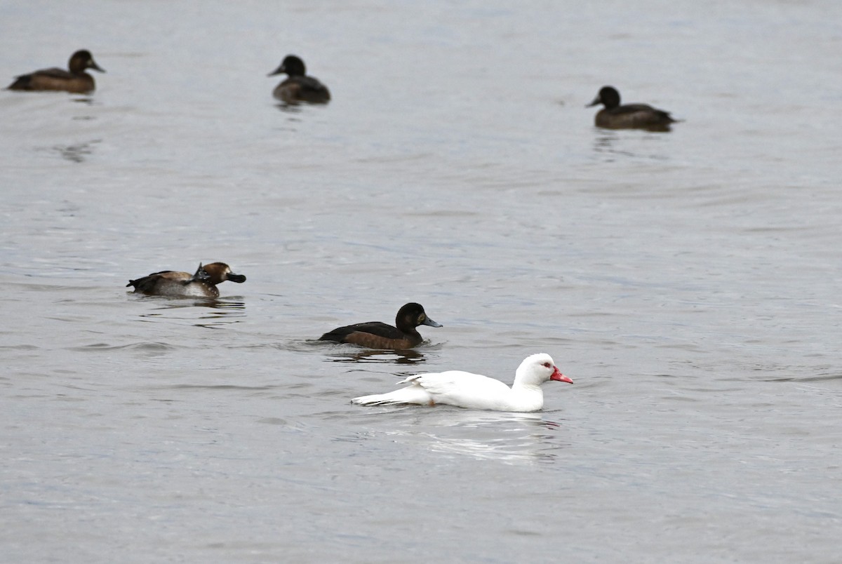 Anatidae sp. (dabbling duck sp.) - ML610974029