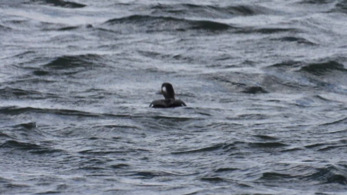 White-winged Scoter - ML610974086