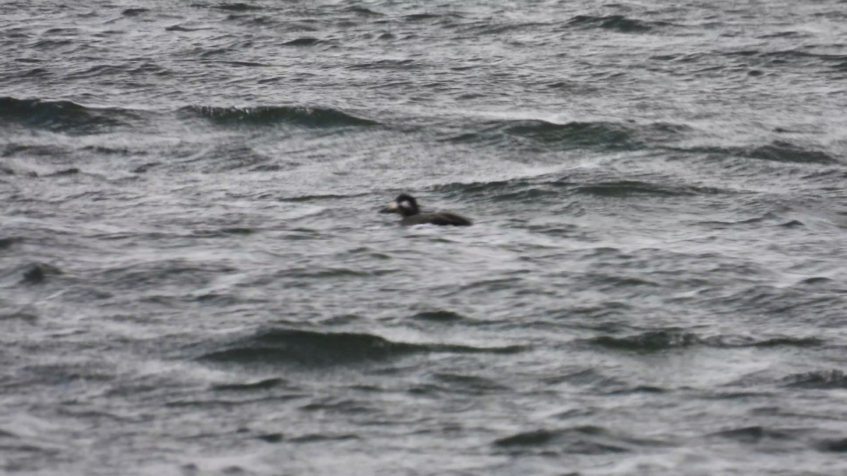 White-winged Scoter - ML610974088