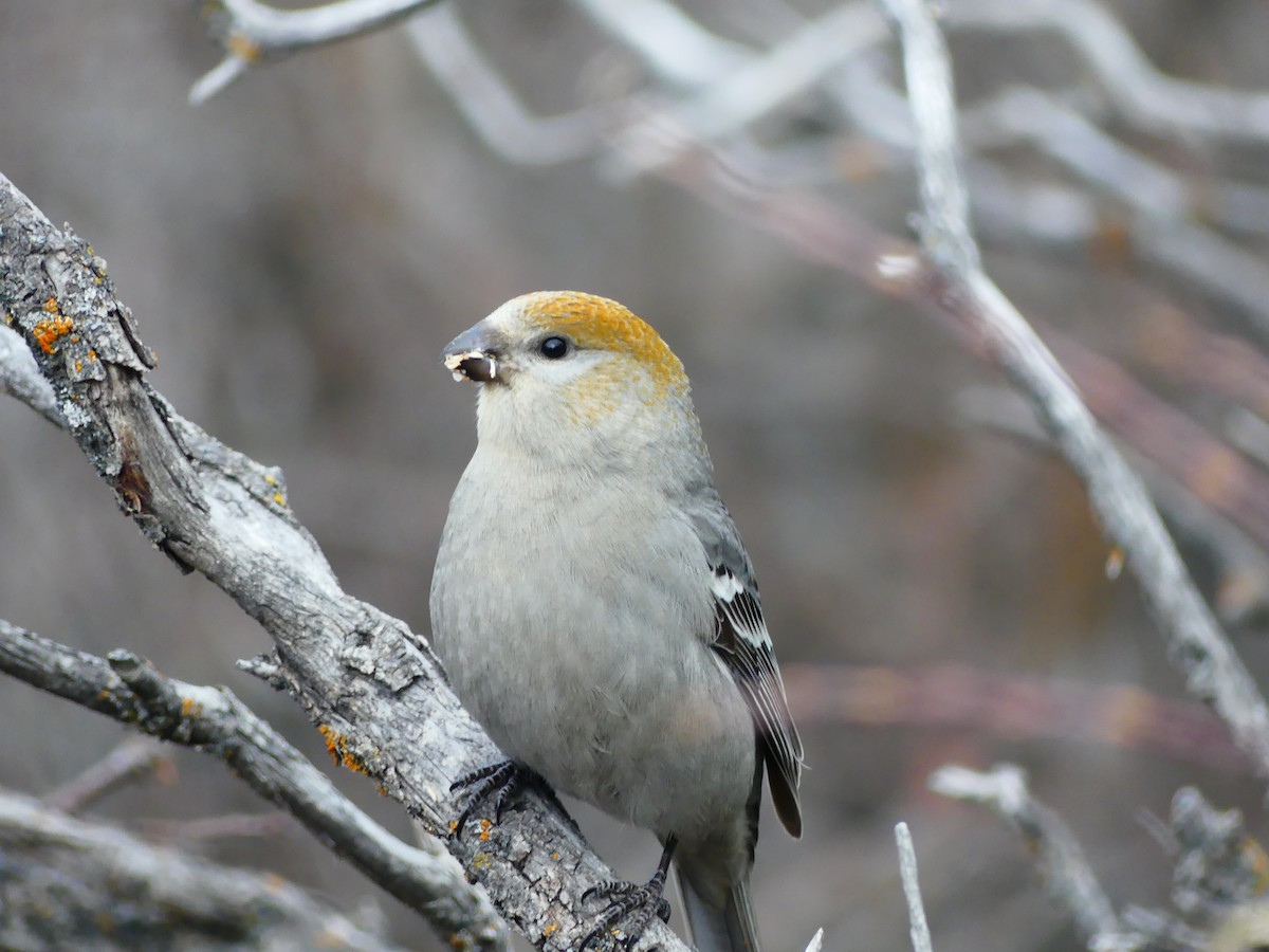 Pine Grosbeak - Sebastian Din