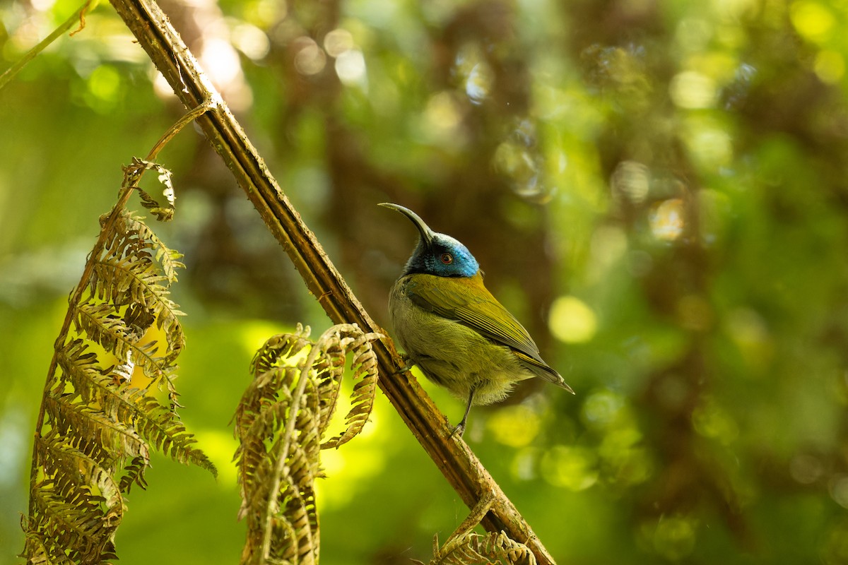 Blue-headed Sunbird - ML610974177