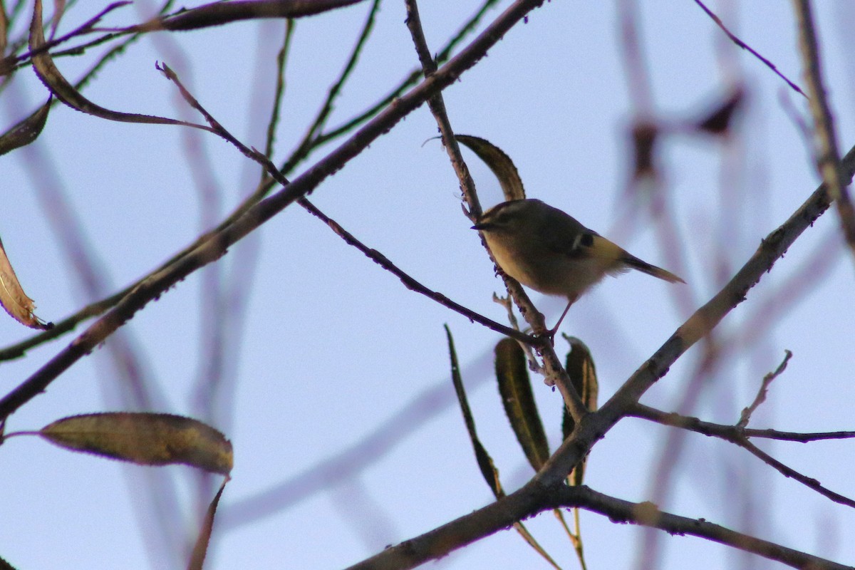 Roitelet à couronne dorée - ML610974256