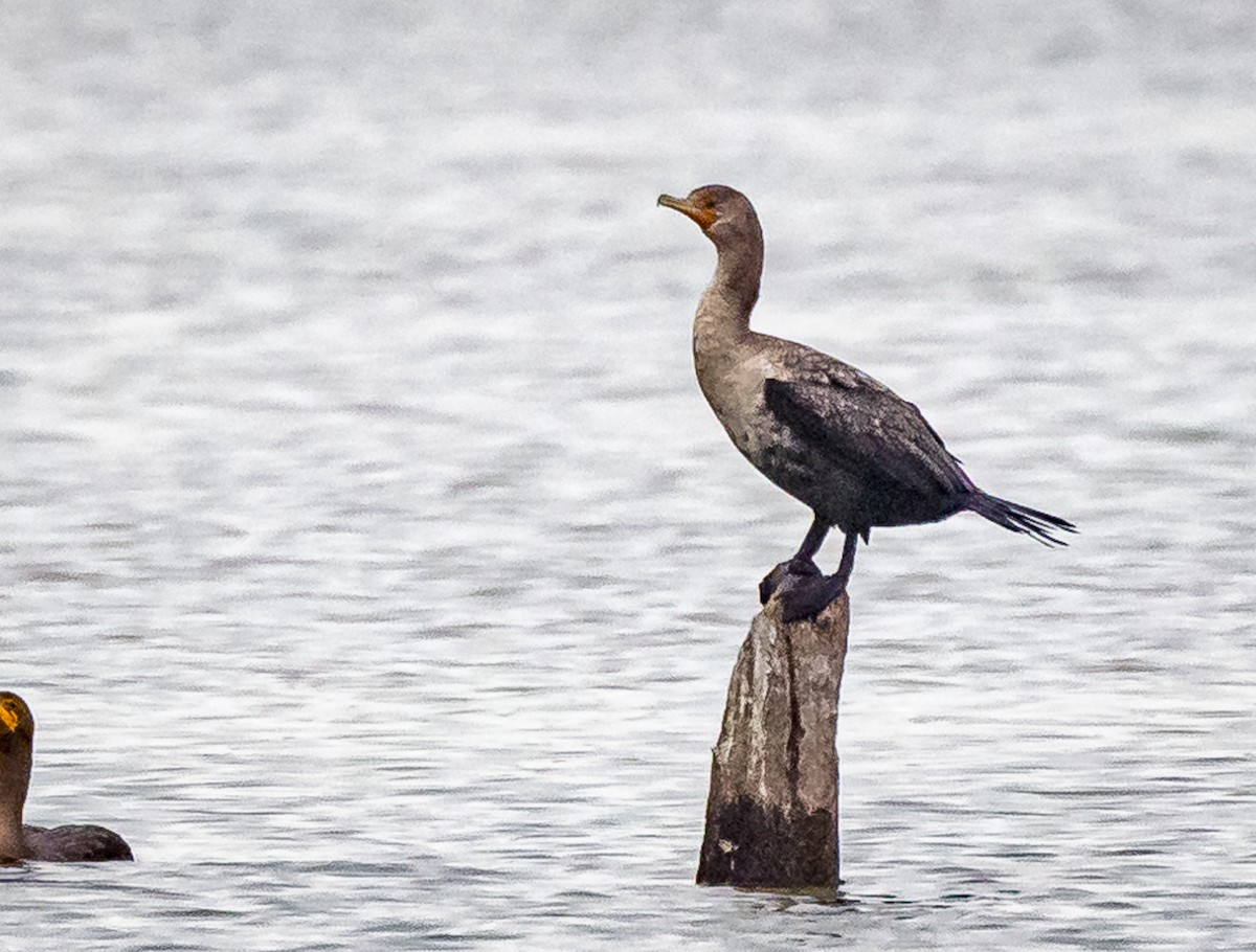 Double-crested Cormorant - Mike Murphy