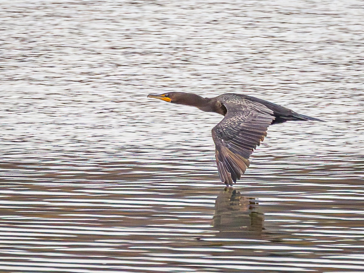 Double-crested Cormorant - Mike Murphy
