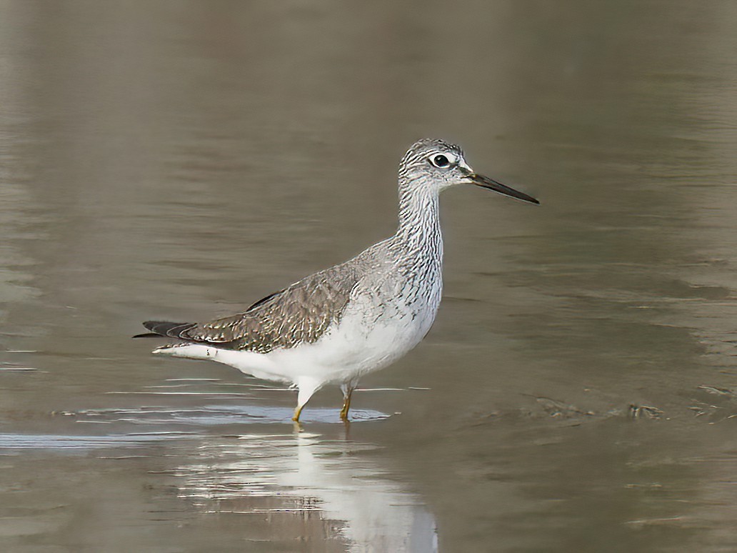 Lesser Yellowlegs - Daniel Kaplan