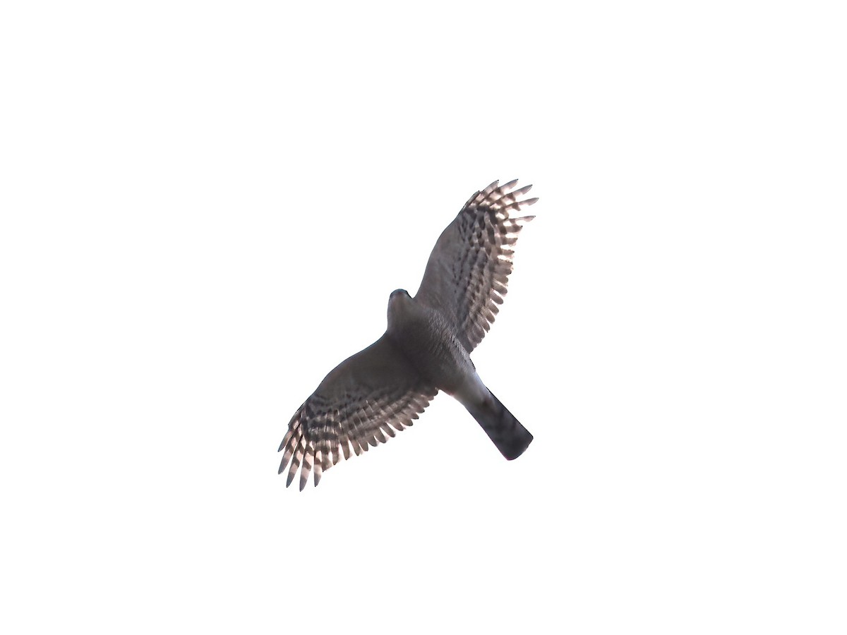 Sharp-shinned Hawk - ML610974336