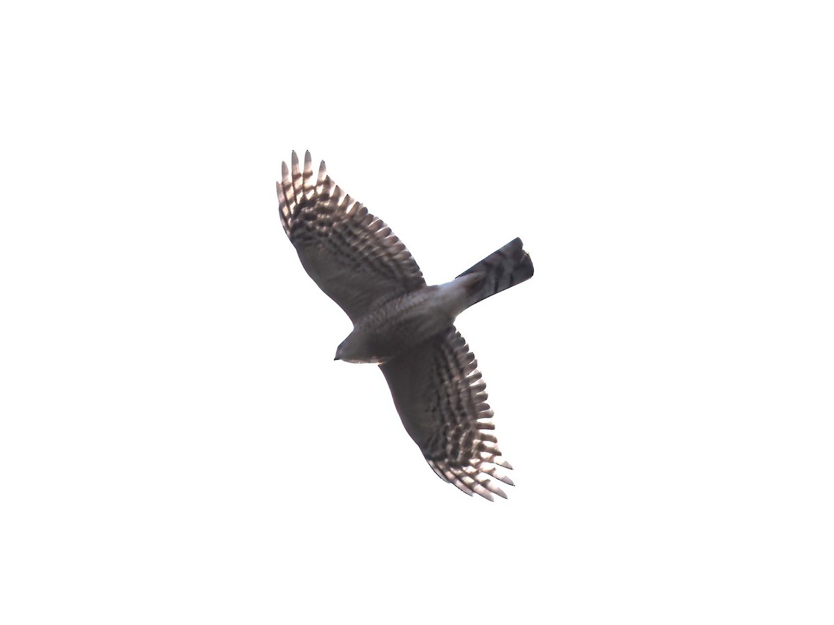 Sharp-shinned Hawk - ML610974337