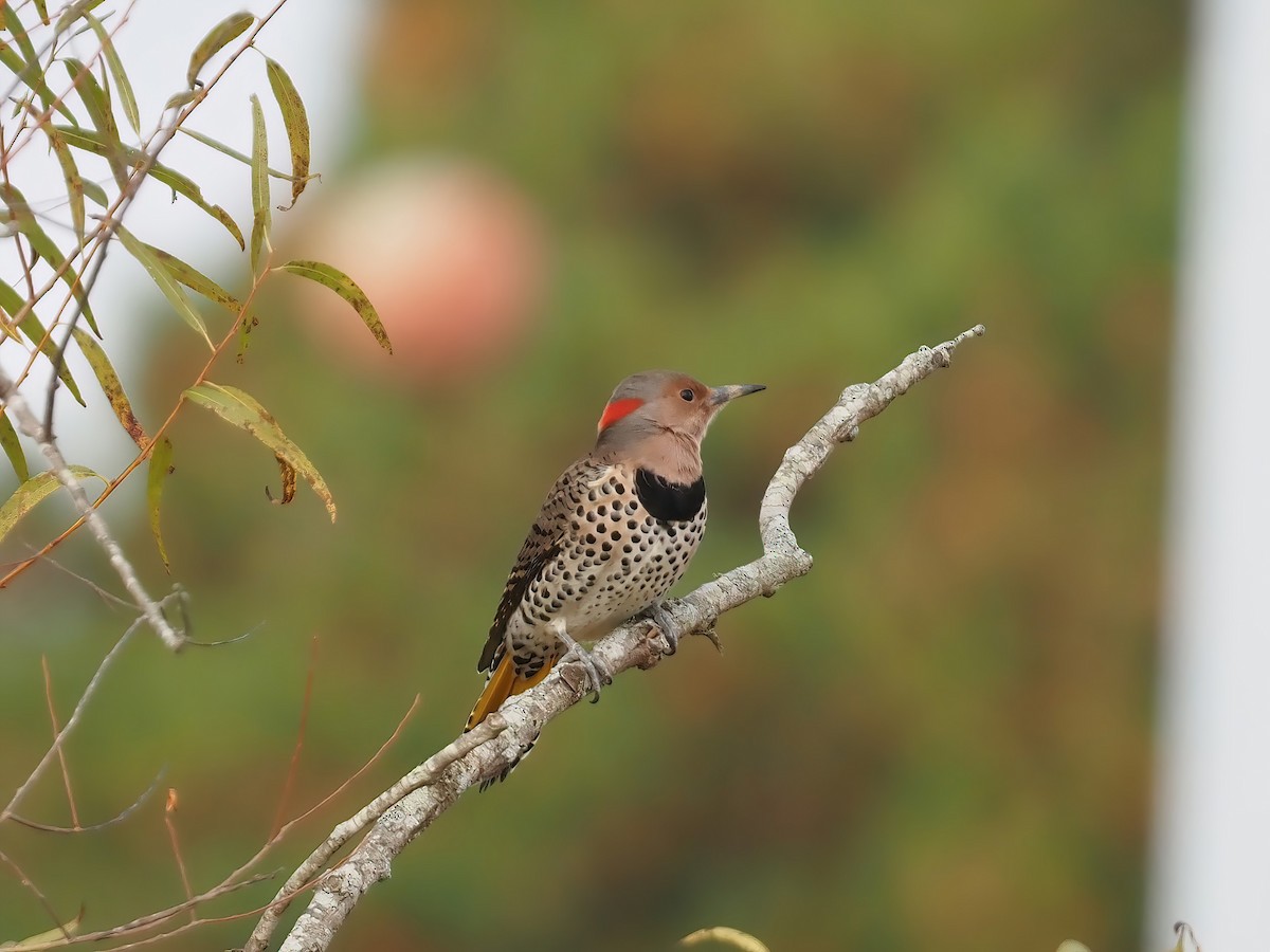 Northern Flicker - ML610974355