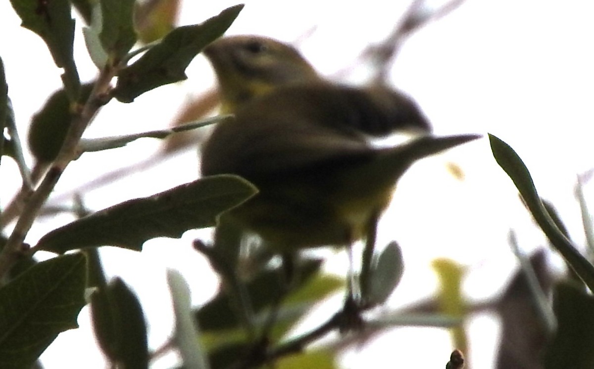 Prairie Warbler - ML610974366