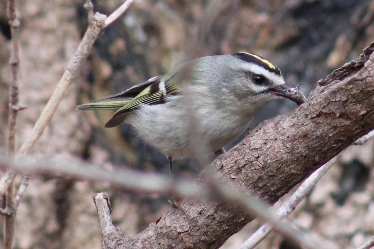 Golden-crowned Kinglet - ML610974375