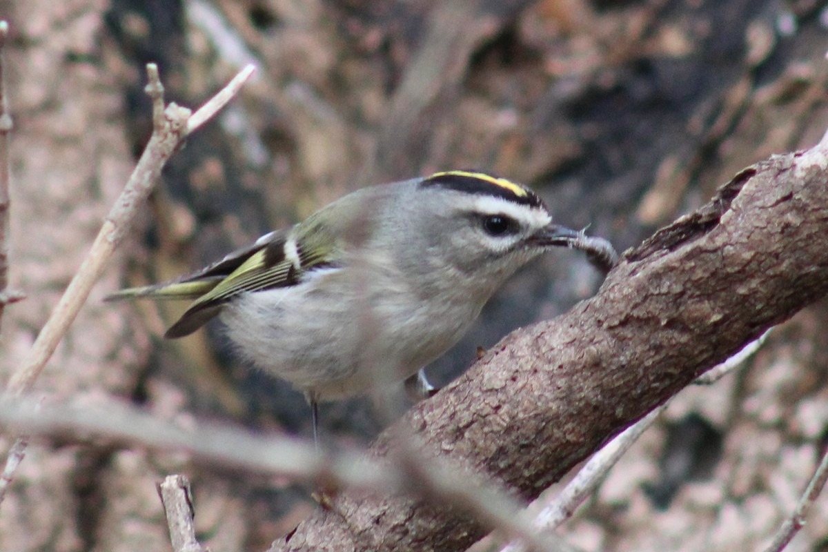 Golden-crowned Kinglet - ML610974377