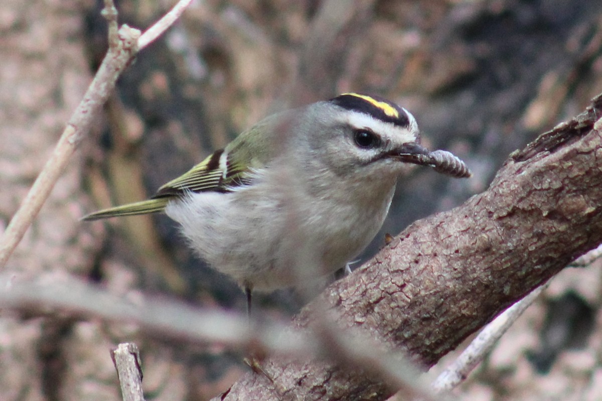 Golden-crowned Kinglet - ML610974379