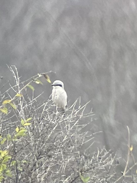 Northern Shrike - ML610974387